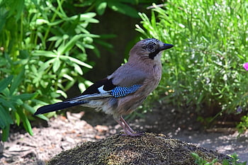 jay, raven Bird, songbird