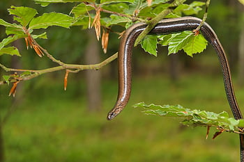 snake, invertebrates, reptiles, slow Worm, animals, outside, vegetation, closeup, tree, branch, summer