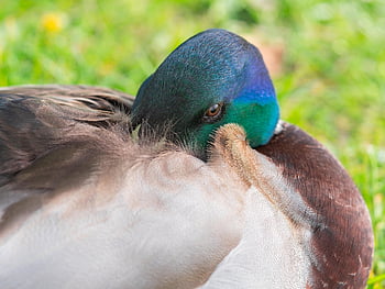kačer, divoká kachna, Příroda, kachna, vodní pták, ornitologie, pták, druh, fauna, zvíře, volně žijících živočichů