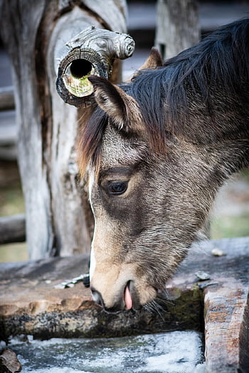 muldyr, dyr, hode, føll, hest, ponni, ungt dyr, pattedyr, equine, fontene, vinter
