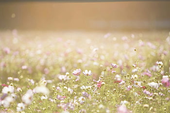 rosa og lilla blomsterfelt, Solbelyste villblomsterfelt, Sommer essens, rolig utsikt, Urter, rosa blomster, lilla blomster, naturfotografering, blomsterlandskap, utendørs natur, naturlig skjønnhet