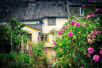 house, garden, front Yard, flowers, plants, pink Flowers, flower Background, england, uk, nature, hof