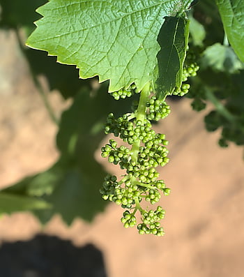 hrozny, květiny, ovoce, rostlina, jídlo, vinařství, zdravý, výživa, vitamíny, organický, Příroda