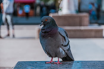 pigeon, city, dove, bird, animal, plumage, feather, pigeons, foraging, urban, beak