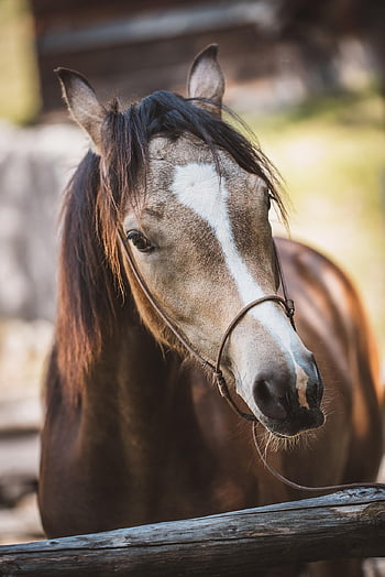 caballo, animal, equinos, cabeza, retrato, ecuestre, mamífero, granja, animal de granja, patio de la granja, Caballo marrón