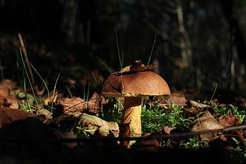 houba, záliv hřib, lesní podlaha, makro, mykologie, list, scénický, Hřib hnědý, slunečního světla
