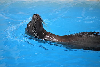 singa laut, kebun binatang houston, kolam renang, segel, Taman laut, hewan laut, gaya renang punggung, Ahli renang, perenang, satu binatang, posisi