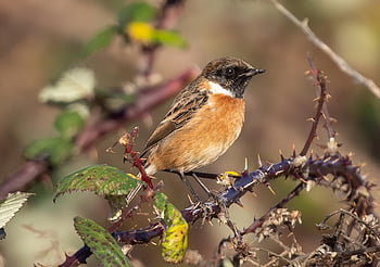 stonechat, bird, perched, animal, feathers, plumage, beak, bill, bird Watching, ornithology, animal World