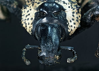 coleoptera, curculionoidea, curculionidae, Rhytidophloeus, ohnisko zásobníku, makro, Raspberry HQ, RPI3, Zerene stacker, diy, Madagaskar