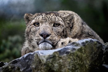 levhart sněžný, leopard, Kočkovitý, savec, volně žijících živočichů, dravec, lovec, divoká kočka, velká kočka, Příroda, zranitelné