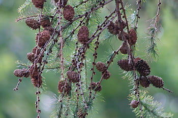 larch, japanese Larch, conifer, tap, japanese Gold Larch, larix, branches, pine Family, tree, nature