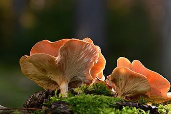 mushrooms, moss, forest Floor, lamella, fall, wild Mushrooms, spore, sponge, mushroom, fruiting Bodies, mushroom Species