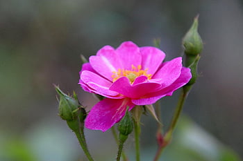 pink, rosebush, color Pink, flower Flat, flowering Shrubs, garden, gardening, horticulture, botanical, flora, luminous