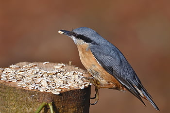 nuthatch, bird, wildlife, ornithology, bird Watching, nature, feeding Place, feeding, winter, park