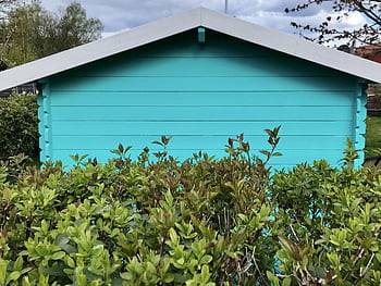 garden Shed, hedge, garden, turquoise, green, cherry Laurel, spring, allotment Garden, hut, outdoors, painted