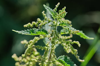 Kopřiva dvoudomá, rostlina, Příroda, plevel, listy, léčivé rostliny, urticaceae, divoká bylina, urtica, naturopathy, kopřivy