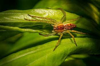 クモ、 動物、 小さな、 害虫、 自然、 バグ、 野生動物、 屋外の、 寄生虫、 極端な、 シーズン