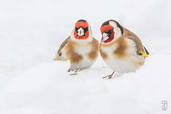 evropský Stehlík, carduelis carduelis, zimní, sníh, ptáků, zahrada, kongsberg, Norsko, kánon 60d, Sigma 150-500 mm, stádo