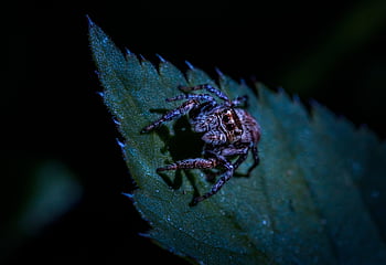 pavouk, skákání pavouk, pavouk zebra, hmyz, členovců, Arachnologie, Chyba, zvíře, Příroda, fauna, volně žijících živočichů