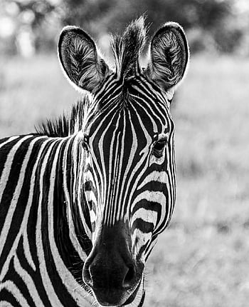 zebra, phone Wallpaper, animal, wildlife, wallpaper, nature Photography, background, nature, african Wildlife, forest, wildlife Photography