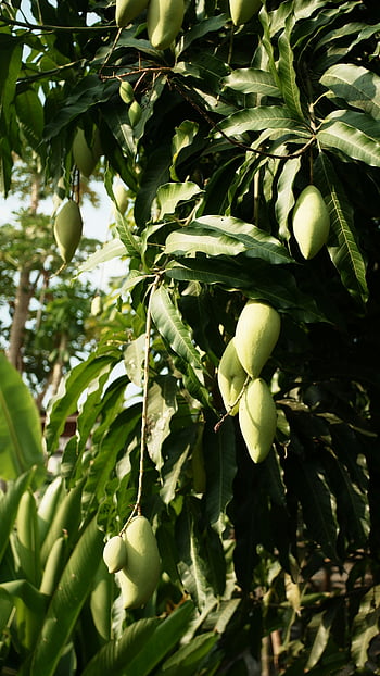 green fruits, mango tree, unripe fruits, vibrant mango, natural bounty, hanging fruits, sunlight, green mangoes, tree fruits, fruit tree, unripe mangoes