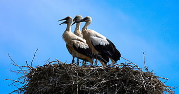 storks, birds, nest, white Stork, animals, long-legged, long-necked, bills, feathers, aves, avians