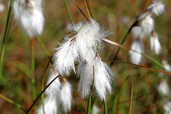 cotton Grass, grass, nature, fluffy, sour Grass, sleeve Thread, moor, eriophorum, cyperaceae, wool