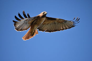 hawk, fly, bird, flying, flight, wildlife, nature, animal, feather, wild, predator