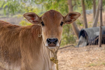 zvíře, kráva, Příroda, savec, druh, fauna, hospodářských zvířat, hospodařit, zvířat, tele, mohan