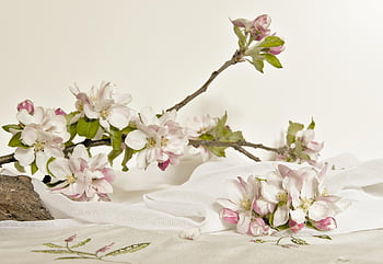 blossoms, apple Blossom, bloom, flowering Branch, nature, apple Tree Flowers, inflorescence, blossom, fruit Tree Blossom, white, pink