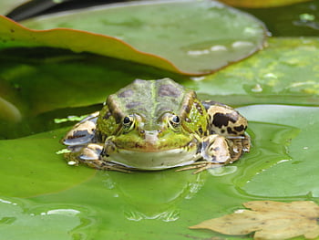 frog, lily Pad, pond, green, animal, water, amphibians, aquatic Animal, creature, amphibian, water Lily