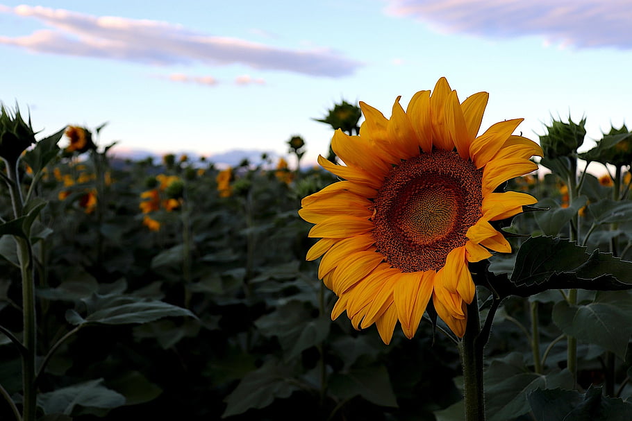 sunflower, oilseeds, culture, oil, nutrition, seeds, plants, fields, agriculture, yellow Color, sunrise