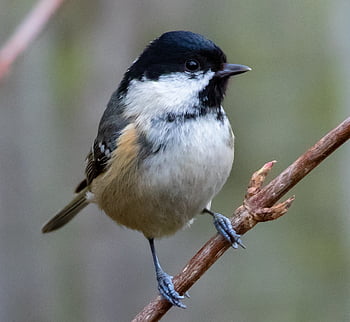 szén-cinege, coaltit, táplálás, kis madár, fekete, takarmány, madár, kert, természet, aranyos, takarmányozás