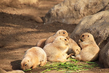 prérijní psi, zvířat, zoo, savců, Příroda, divoká zvířata, volně žijících živočichů, zvířata ve volné přírodě, veverka, hlodavci, odpolední slunce