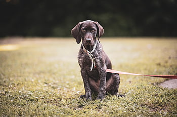dog, puppy, pet, nature, animal, mammal, german Shorthaired Pointer, cute, pup, brown Puppy, gsp Puppy