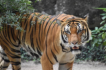 malaysian Tiger, wildlife, animal Photography, zoology, habitat, feline, nature Zone, natural Environment, forest, safari, animal