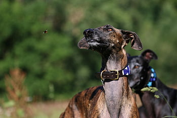 galgo, greyhound, bumblebee, espanol, sighthound, fun, cute