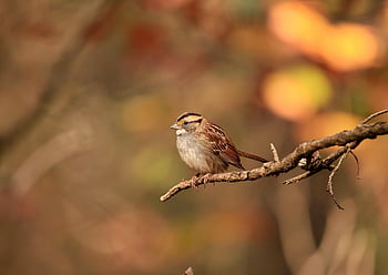 白いのどのスズメ、 スズメ、 鳥、 動物、 羽毛、 くちばし、 とまる、 自然、 野生動物、 鳥類、 鳥類学