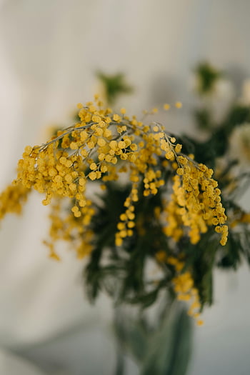 yellow mimosa flowers, delicate buds, vibrant yellow, indoor flowers, mimosa blooms, detailed view, yellow flowers, indoor plants, floral arrangement, mimosa plant, yellow blooms