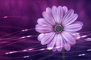 flower, purple Flower, Wallpaper, beautiful Flowers, bloom, full Hd Wallpaper, flora, nature, nature Wallpaper, nature Background, windows Wallpaper