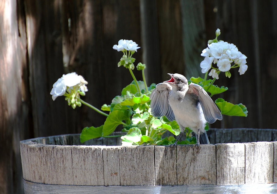 bird, jay, wildlife, feathers, baby Bird, nature, flowers, fledgling, avian