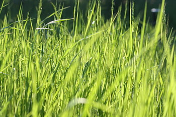 green grass field, vibrant green grass, sunny summer meadow, close-up grass, grass blades, meadow grass, summer grass, green meadow, grass field, sunny grass, meadow close-up