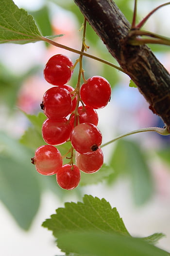 ribes, bacca, pianta arbustiva, pianta da giardino