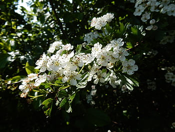 flowers, hawthorn, crataegus, common Hawthorn, maythorn