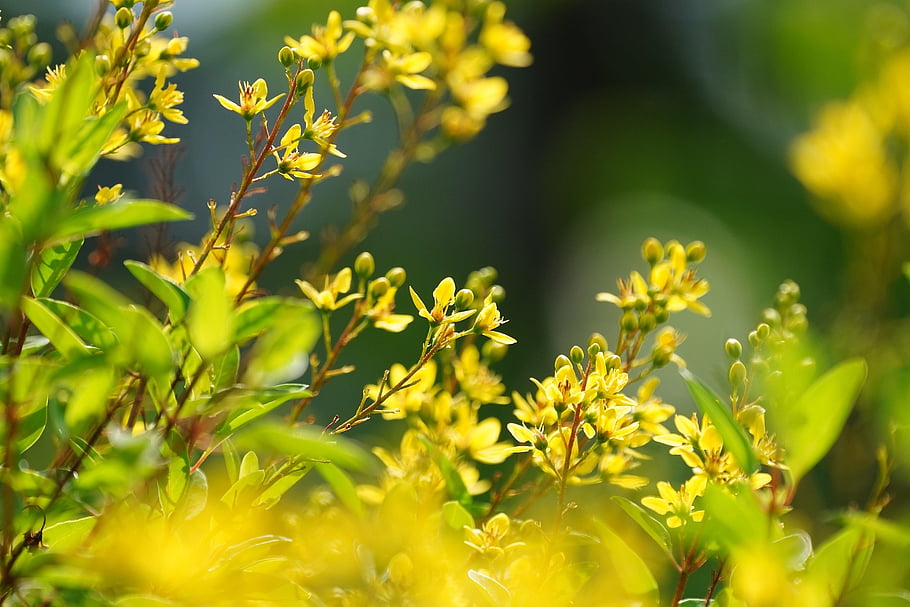 thryllias Golden Shower, flowers, yellow Flowers, petals, yellow Petals, bloom, blossom, plants, flora, nature, yellow