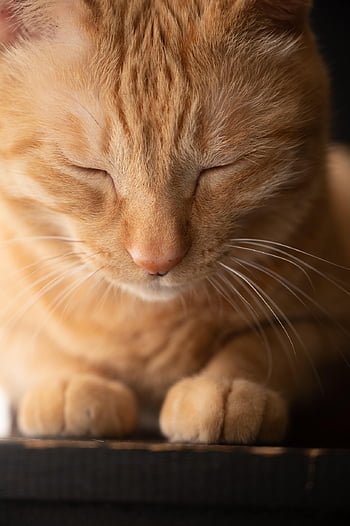kat, søvnig, kæledyr, natur, dyr, feline