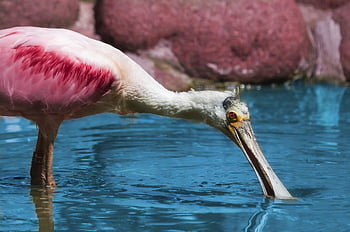 spoonbill, bird, lake, animal, wildlife, feathers, plumage, bill, beak, water, nature