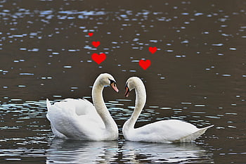 swans, birds, ornithology, mute Swans, courtship, pairing, lake, winter, nature