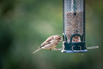bird, feeder, nature, seed, food, animal, wildlife, beak, feathers, wings, perched