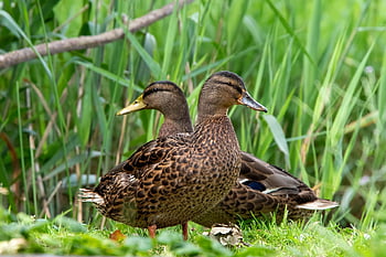 ducks, nature, wildlife, wild Ducks, birds, animals, species, waterbirds, wildduck, waterbird, animal